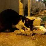 ...carne e croccantini che versa sui vassoi di polistirolo nascosti sotto ai cespugli